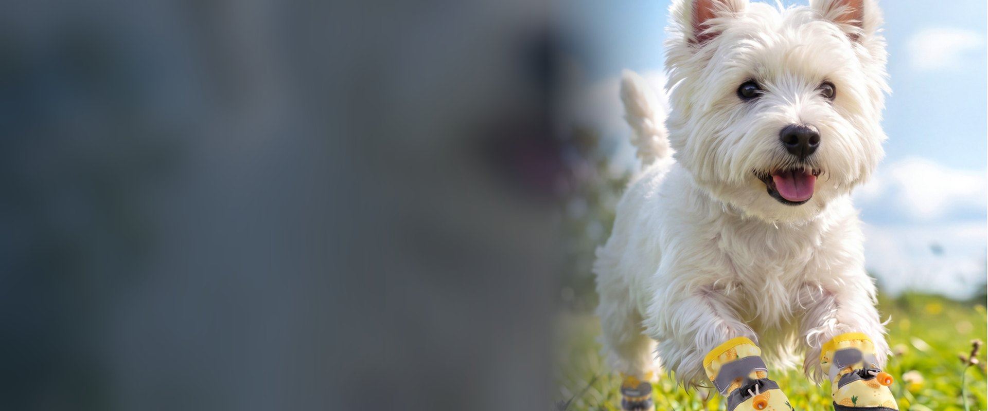 West Highland terrier running on grass in yellow waterproof dog boots, model XC02