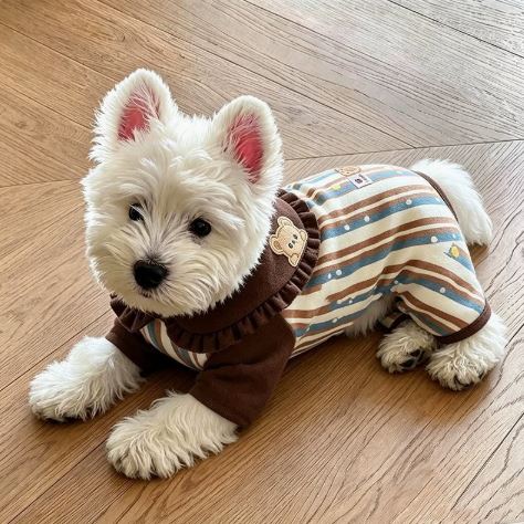 XC-4 Velvet Bear-Collar Dog Jumpsuit on a pet