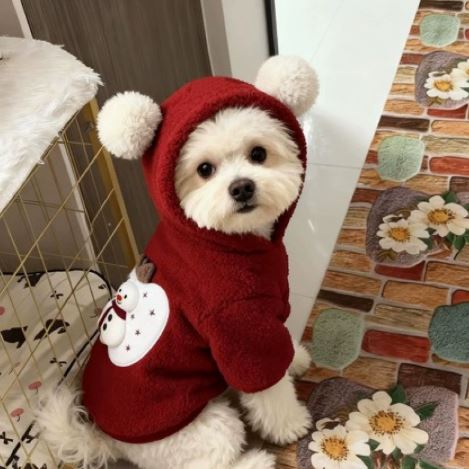 XC-5 Pom-Pom Ear Dog Hoodie on a pet