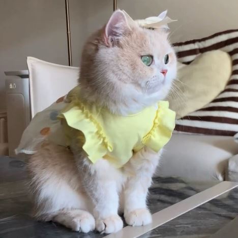 XC-6 Ice-Silk Tulle Dress for Cats & Dogs on a pet