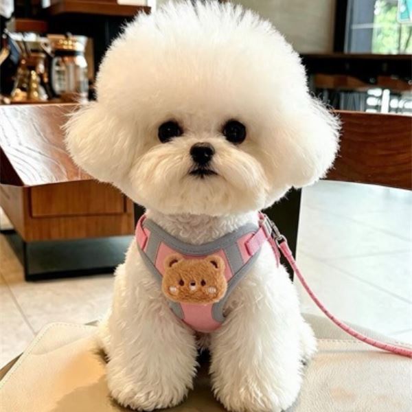 XC004 Teddy-Bear Dog Harness on a pet