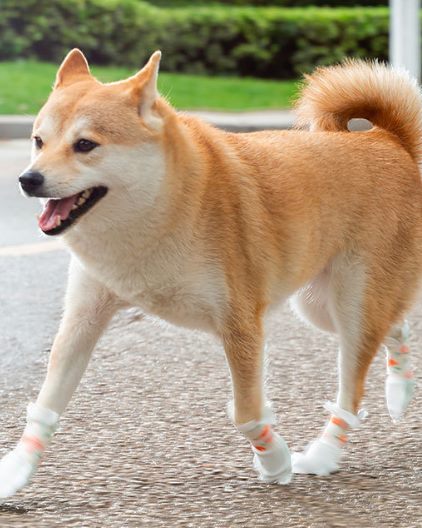 Disposable Dog Shoe Covers